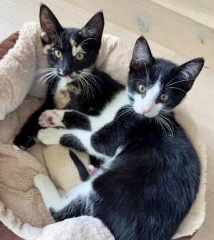 Max (and Maple) -  Tuxedo Cat Available for Adoption in Half Moon Bay, California - Max (and Maple) | PetCurious