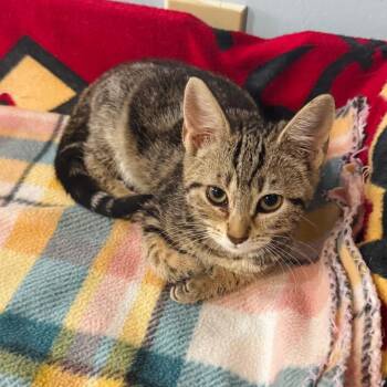Aurora -  Domestic Short Hair Cat for Adoption in Brownsboro, Alabama - Aurora | PetCurious