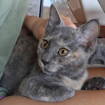 Tiger Claw -  Domestic Short Hair Cat for Adoption in Boulder, Colorado - Tiger Claw | PetCurious