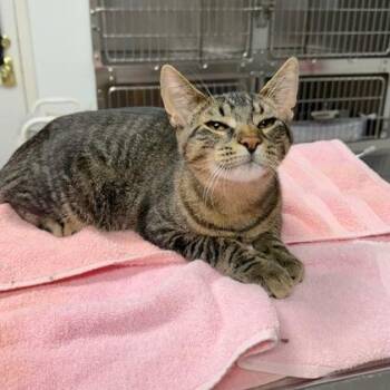 Jasper -  Domestic Short Hair Cat for Adoption in Owosso, Michigan - Jasper | PetCurious