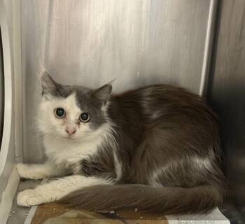 Domestic Long Hair Cats Available for Adoption in Oakland, California - Sycamore | PetCurious