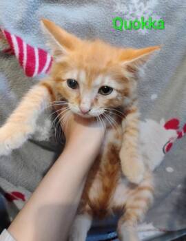 Quokka -  Domestic Short Hair Cat for Adoption in Hartford City, Indiana - Quokka | PetCurious