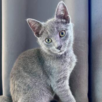 Back -  Domestic Short Hair Cat for Adoption in Fairfax Station, Virginia - Back | PetCurious