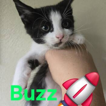Buzz -  Domestic Short Hair Cat for Adoption in Madison, Wisconsin - Buzz | PetCurious