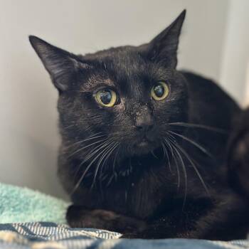 Domestic Short Hair Cats Available for Adoption - Noche | PetCurious