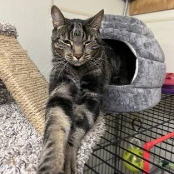Rescue Domestic Short Hair Cats for Adoption in Bridgeport, California - Harley | PetCurious