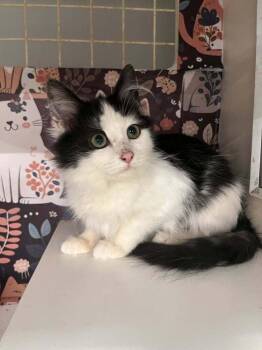 Domestic Medium Hair Cats Available for Adoption - Prudence | PetCurious