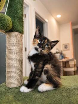 Carlota -  Domestic Short Hair Cat for Adoption in Boca Raton, Florida - Carlota | PetCurious