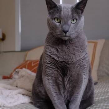 Seuss -  Russian Blue Cat for Adoption in South Elgin, Illinois - Seuss | PetCurious