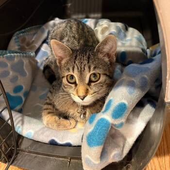 Rescue Domestic Short Hair Cats for Adoption in Evanston, Illinois - Flossie And Maud | PetCurious
