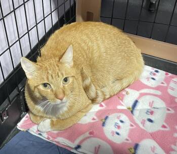 Domestic Short Hair Cats Available for Adoption in Ferndale, Michigan - Cheezit | PetCurious