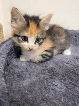 Dilly 23858 -  Calico Cat for Adoption in Monroe, Georgia - Dilly 23858 | PetCurious