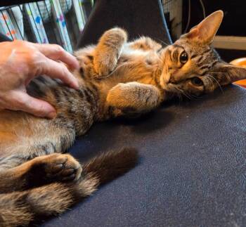 Eliott -  Domestic Short Hair Cat for Adoption in Magnolia, Texas - Eliott | PetCurious