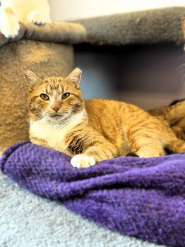 Rescue Domestic Short Hair Cats for Adoption in Pekin, Illinois - Napolean | PetCurious