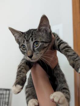 Rescue American Shorthair Cats for Adoption in New York, New York - Bashful And Happy | PetCurious