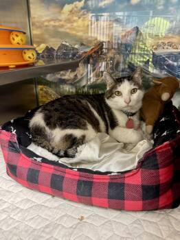 Domestic Short Hair Cats Available for Adoption - Babe Ruth | PetCurious