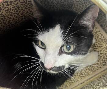 Domestic Short Hair Cats Available for Adoption in Fort Lauderdale, Florida - ZIVA | PetCurious