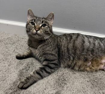 Tabby and Domestic Short Hair Cats Available for Adoption in Island Lake, Illinois - Boysenberry | PetCurious