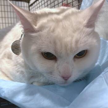 IVHS-Stray-142415 -  Domestic Short Hair Cat for Adoption in San Gabriel, California - IVHS-Stray-142415 | PetCurious