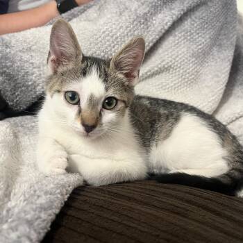 Theodore -  Tabby Cat for Adoption in Gilbert, Arizona - Theodore | PetCurious