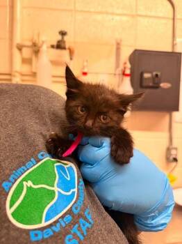 Radiance -  Domestic Short Hair Cat for Adoption in Fruit Heights, Utah - Radiance | PetCurious