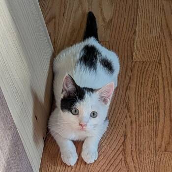 Oreo -  Domestic Short Hair Cat for Adoption in Belleville, Illinois - Oreo | PetCurious
