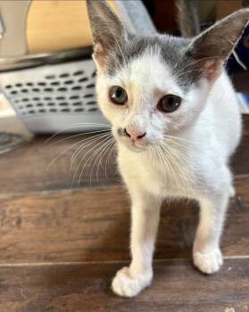 Rescue Domestic Short Hair Cats for Adoption in Lake Wylie, South Carolina - Miso | PetCurious