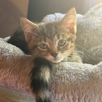Snell -  Domestic Short Hair Cat for Adoption in Fredericksburg, Virginia - Snell | PetCurious