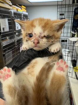 Eensy -  Domestic Short Hair Cat for Adoption in Cincinnati, Ohio - Eensy | PetCurious