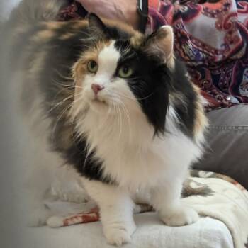 Callie -  Domestic Long Hair Cat for Adoption in Ballston Spa, New York - Callie | PetCurious