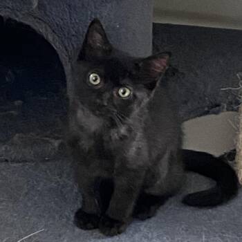 Bubbles -  Domestic Short Hair Cat for Adoption in Omaha, Nebraska - Bubbles | PetCurious
