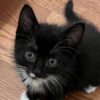 Fallon -  Domestic Short Hair Cat for Adoption in Quakertown, Pennsylvania - Fallon | PetCurious