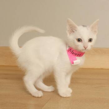 Monroe C70731 (Sponsored) -  Domestic Short Hair Cat for Adoption in Minnetonka, Minnesota - Monroe C70731 (Sponsored) | PetCurious
