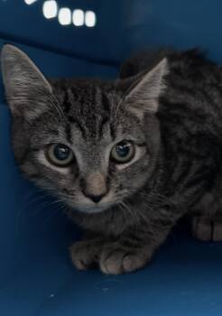 Strip Gill -  Domestic Short Hair Cat for Adoption in Clarksville, Virginia - Strip Gill | PetCurious