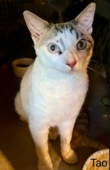 Tao -  Domestic Short Hair and Siamese Cat for Adoption in Safety Harbor, Florida - Tao | PetCurious