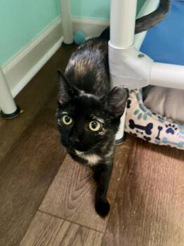 Bella -  Domestic Short Hair Cat for Adoption in Emerald Isle, North Carolina - Bella | PetCurious