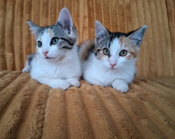 Paprika and Cayenne -  Calico Cat for Adoption in Logan, Utah - Paprika And Cayenne | PetCurious