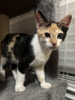PHOEBE -  Calico and Domestic Short Hair Cat for Adoption in Glen Raven, North Carolina - PHOEBE | PetCurious