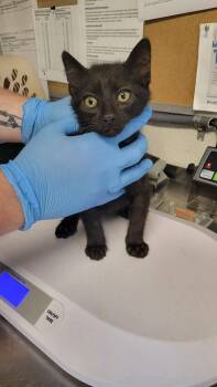 Domestic Short Hair Cats Available for Adoption in Bolivar, Missouri - Chopper | PetCurious