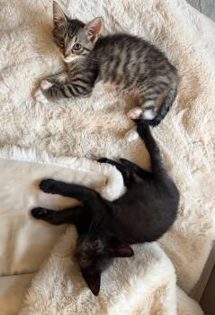 Flossy and Waterpik -  Domestic Short Hair Cat for Adoption - Flossy And Waterpik | PetCurious