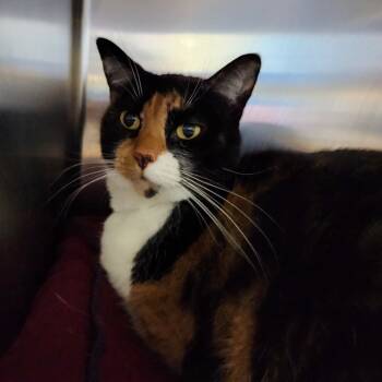 Rescue Domestic Short Hair Cats for Adoption in Walker, Michigan - Storm | PetCurious