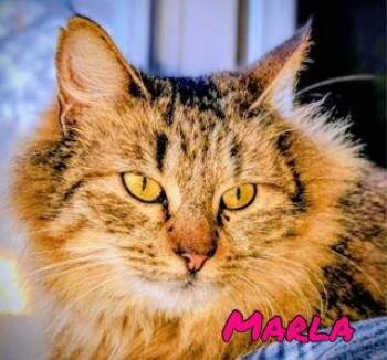 Domestic Long Hair and Tabby Cats Available for Adoption - Marla | PetCurious