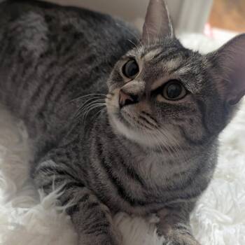 Bellatrix -  Domestic Short Hair Cat for Adoption in Houston, Texas - Bellatrix | PetCurious