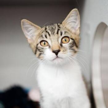 Klein -  Domestic Short Hair Cat for Adoption in Atlanta, Georgia - Klein | PetCurious