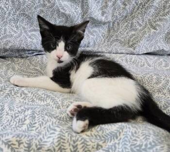 Tom -  Domestic Short Hair Cat for Adoption in Salt Lake City, Utah - Tom | PetCurious