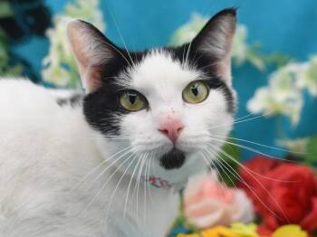Domestic Short Hair Cats Available for Adoption - Joanie | PetCurious