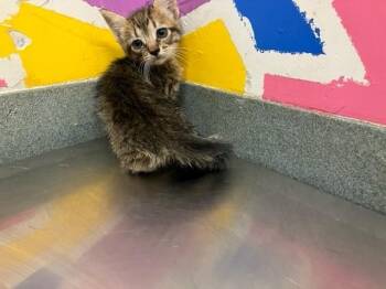 Domestic Short Hair Cats Available for Adoption in Baytown, Texas - WAFER | PetCurious