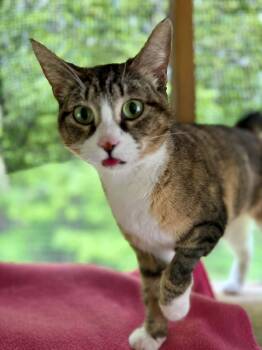 American Bobtail Cats Available for Adoption - Danni | PetCurious