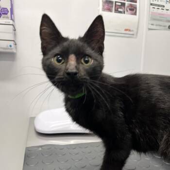 Tony -  Domestic Short Hair Cat for Adoption in Fort Wayne, Indiana - Tony | PetCurious