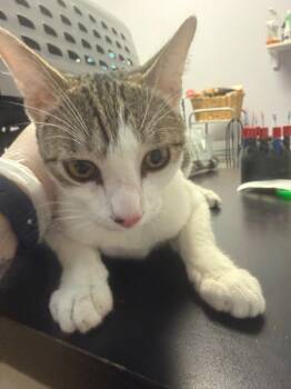 Rescue Domestic Short Hair Cats for Adoption in New Braunfels, Texas - Richard | PetCurious